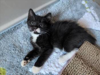 *RHEA -  Domestic Medium Hair Cat for Adoption in Woodland, California - *RHEA | PetCurious
