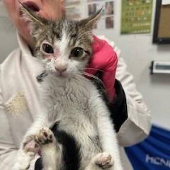 Domestic Short Hair Cats Available for Adoption in Kanab, Utah - Whittaker | PetCurious