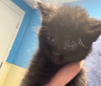 Rescue Domestic Short Hair Cats for Adoption in Ellijay, Georgia - Marnie | PetCurious