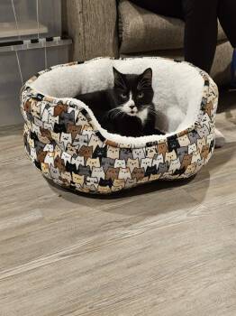 Tuxedo Cats Available for Adoption - Casper  | PetCurious