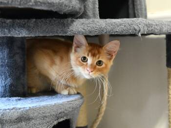 Woods -  Domestic Medium Hair Cat for Adoption in Fairhope, Alabama - Woods | PetCurious