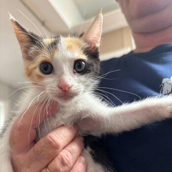 Domestic Short Hair Cats Available for Adoption in Dallas, Texas - Makaila | PetCurious