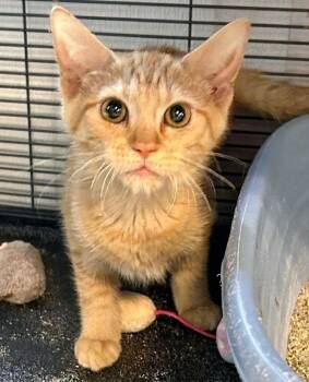 Tinkerbell 2026 -  Tabby and Domestic Short Hair Cat for Adoption in Cincinnati, Ohio - Tinkerbell 2026 | PetCurious