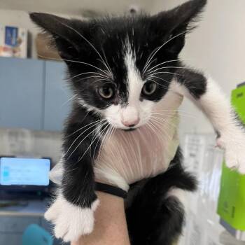 Antonio -  Domestic Short Hair Cat for Adoption in Charleston, West Virginia - Antonio | PetCurious