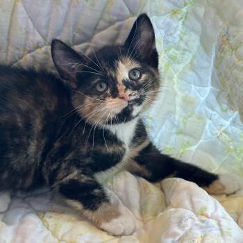 Domestic Short Hair Cats Available for Adoption in Matteson, Illinois - Franky | PetCurious
