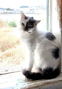 Domestic Short Hair Cats Available for Adoption in Ontario, California - Jerry | PetCurious