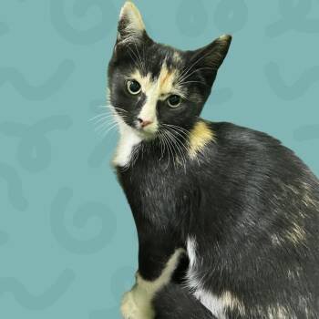 Splash -  Domestic Short Hair Cat for Adoption in Reno, Nevada - Splash | PetCurious