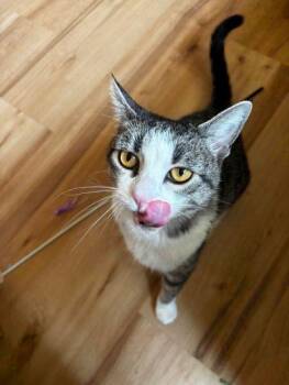 Mirram -  Domestic Short Hair Cat for Adoption in Las Vegas, Nevada - Mirram | PetCurious