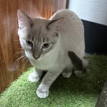 Ziggy Trapper -  Siamese Cat for Adoption in Las Vegas, Nevada - Ziggy Trapper | PetCurious