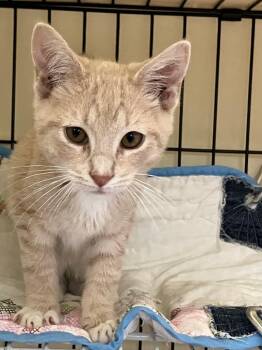 Eric -  Domestic Short Hair Cat for Adoption in Lunenburg, Massachusetts - Eric | PetCurious