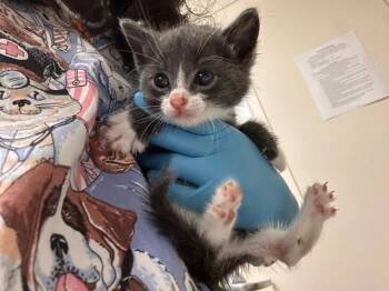 REX -  Domestic Short Hair Cat for Adoption in Riverside, California - REX | PetCurious