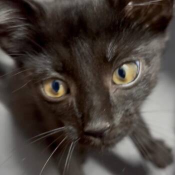 Ultimate Carwash -  American Shorthair Cat for Adoption in Greenfield, Indiana - Ultimate Carwash | PetCurious