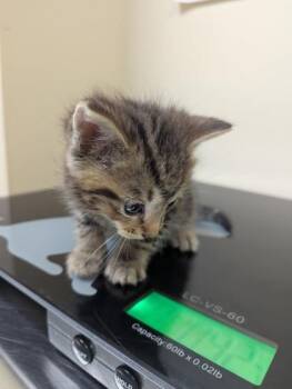 Gaston -  Domestic Short Hair Cat for Adoption in West Chester, Pennsylvania - Gaston | PetCurious