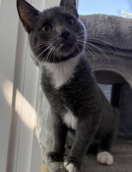 Atlas Solis (sweet purry guy) -  Domestic Short Hair Cat for Adoption in Stowe, Pennsylvania - Atlas Solis (sweet Purry Guy) | PetCurious