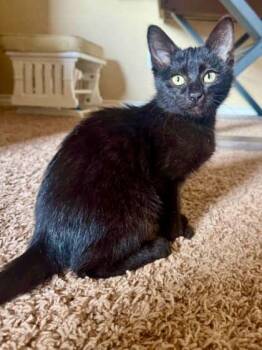Benson -  Domestic Short Hair Cat for Adoption in Edmond, Oklahoma - Benson | PetCurious