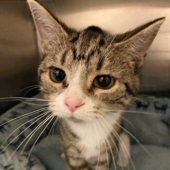 Domestic Short Hair Cats Available for Adoption in Dayton, Ohio - Fridge | PetCurious