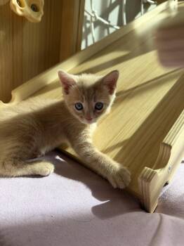 Pumpkin -  Domestic Short Hair Cat for Adoption in Lafayette, Colorado - Pumpkin | PetCurious
