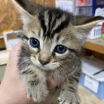 Menace -  Domestic Short Hair Cat for Adoption in Blairsville, Georgia - Menace | PetCurious