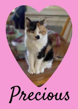 Precious - SENIOR CAT -  Calico Cat for Adoption in Valley City, North Dakota - Precious - SENIOR CAT | PetCurious