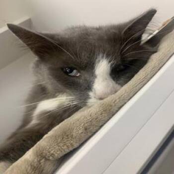 Squidward -  Domestic Medium Hair Cat for Adoption in Indianapolis, Indiana - Squidward | PetCurious