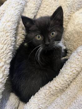 Prissy -  Domestic Short Hair Cat for Adoption in Santa Cruz, California - Prissy | PetCurious