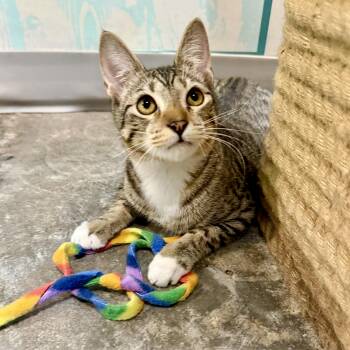 Levi Jones - loves kitties (best frinds with Marygold & Tawny) -  Domestic Short Hair Cat for Adoption in Austin, Texas - Levi Jones - Loves Kitties (best Frinds With Marygold & Tawny) | PetCurious