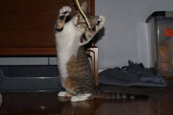 Tabby Cats Available for Adoption in Greenville, Delaware - Pretzel, Willow Grove Arae (FCID 12/09/25-101) | PetCurious