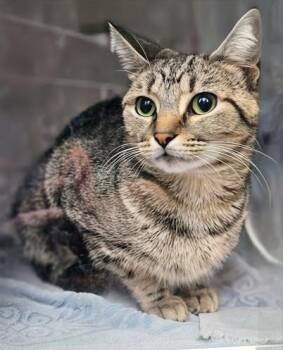 Rescue Domestic Short Hair Cats for Adoption in Nashville, Tennessee - Sayonara | PetCurious