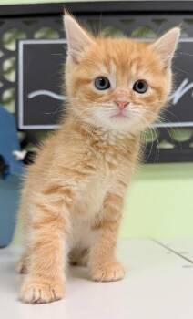 Diesel -  Domestic Short Hair Cat Available for Adoption in Warren, Pennsylvania - Diesel | PetCurious