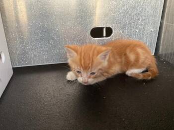 RICKON - NEEDS A FOSTER -  Domestic Short Hair Cat for Adoption in Ontario, California - RICKON - NEEDS A FOSTER | PetCurious