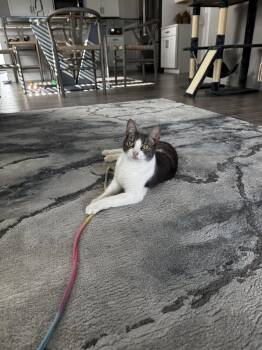 Kia -  Domestic Short Hair Cat for Adoption in Naples, Florida - Kia | PetCurious