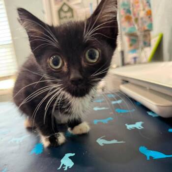 Clara -  Domestic Medium Hair Cat for Adoption in Pinellas Park, Florida - Clara | PetCurious