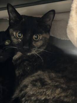 Rescue Domestic Short Hair Cats for Adoption in Sherwood, Oregon - Tool Box | PetCurious