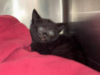 Domestic Short Hair Cats Available for Adoption in Grand Prairie, Texas - COAL | PetCurious
