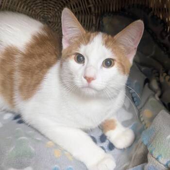 Domestic Short Hair Cats Available for Adoption in Springfield, Illinois - Kent | PetCurious