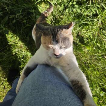 Fräulein -  Domestic Short Hair and Calico Cat for Adoption in Chicago, Illinois - Fräulein | PetCurious