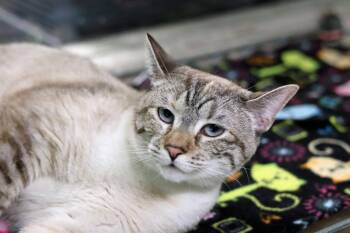 Siamese Cats Available for Adoption in Hot Springs, Arkansas - Madge | PetCurious