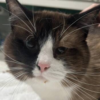 Sir Lewis -  Ragdoll Cat for Adoption in Dallas, Texas - Sir Lewis | PetCurious