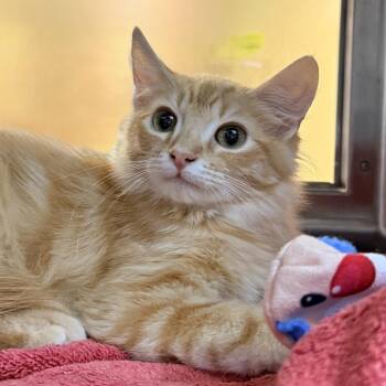 James -  Domestic Short Hair Cat for Adoption in Palm Springs, California - James | PetCurious