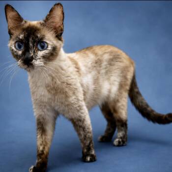 Birdie -  Siamese Cat for Adoption in Manitou Springs, Colorado - Birdie | PetCurious