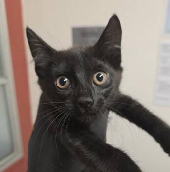 Rescue Domestic Short Hair Cats for Adoption in Sacramento, California - Mary Shelley | PetCurious