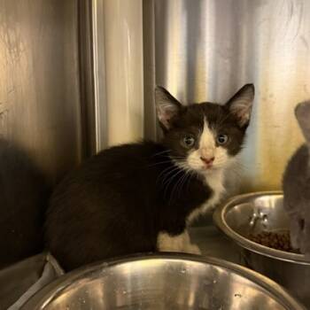 Rescue Domestic Short Hair Cats for Adoption in Dallas, Texas - Jack | PetCurious