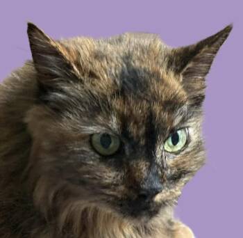 Rescue Domestic Long Hair Cats for Adoption in Savannah, Georgia - Stray Onc | PetCurious