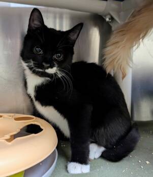 Rescue Domestic Short Hair Cats for Adoption in Westland, Michigan - Cartier | PetCurious