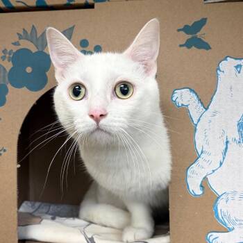 Giorgio -  Domestic Short Hair Cat for Adoption in West Olive, Michigan - Giorgio | PetCurious