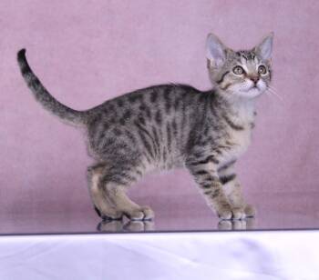 Summer -  Domestic Short Hair and Tabby Cat for Adoption in Tuscaloosa, Alabama - Summer | PetCurious
