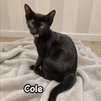 Cole -  Domestic Short Hair Cat for Adoption in Berkeley Heights, New Jersey - Cole | PetCurious