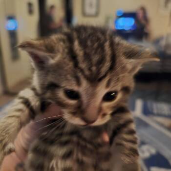 Flower -  Domestic Short Hair Cat for Adoption in Spokane, Washington - Flower | PetCurious