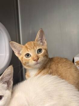 ADAM -  Domestic Short Hair Cat for Adoption in Fort Walton Beach, Florida - ADAM | PetCurious