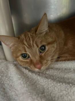 Domestic Short Hair Cats Available for Adoption in Detroit, Michigan - Orange Julious | PetCurious